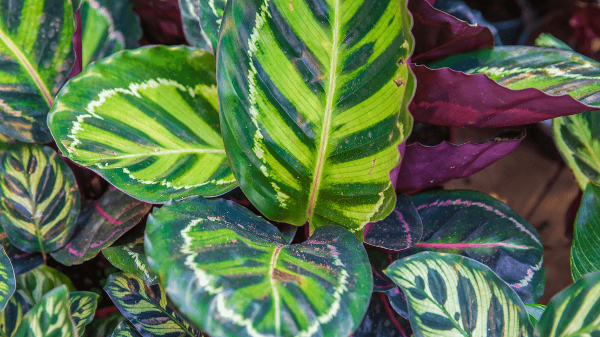 Hojas de calathea.