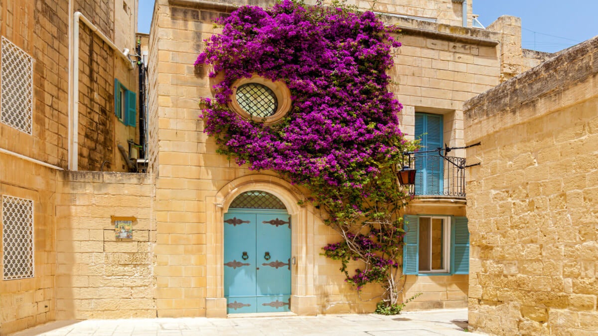 15 enredaderas con flores para darle un toque de belleza a tu jardín