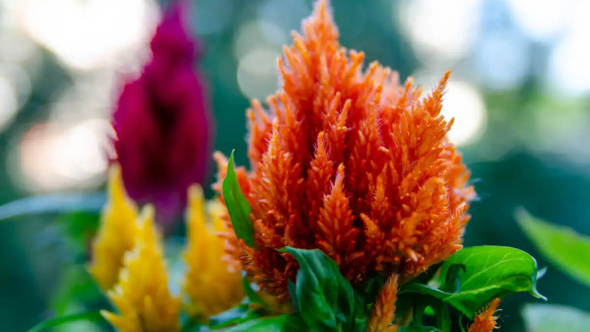 Flor de la celosía.