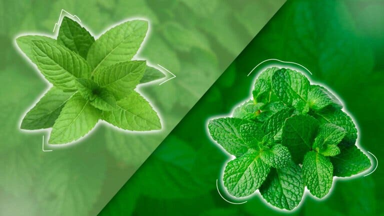 La diferencia principal entre la menta y hierbabuena