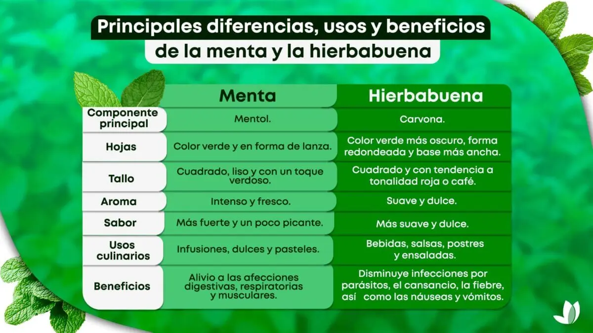 La diferencia principal entre la menta y hierbabuena