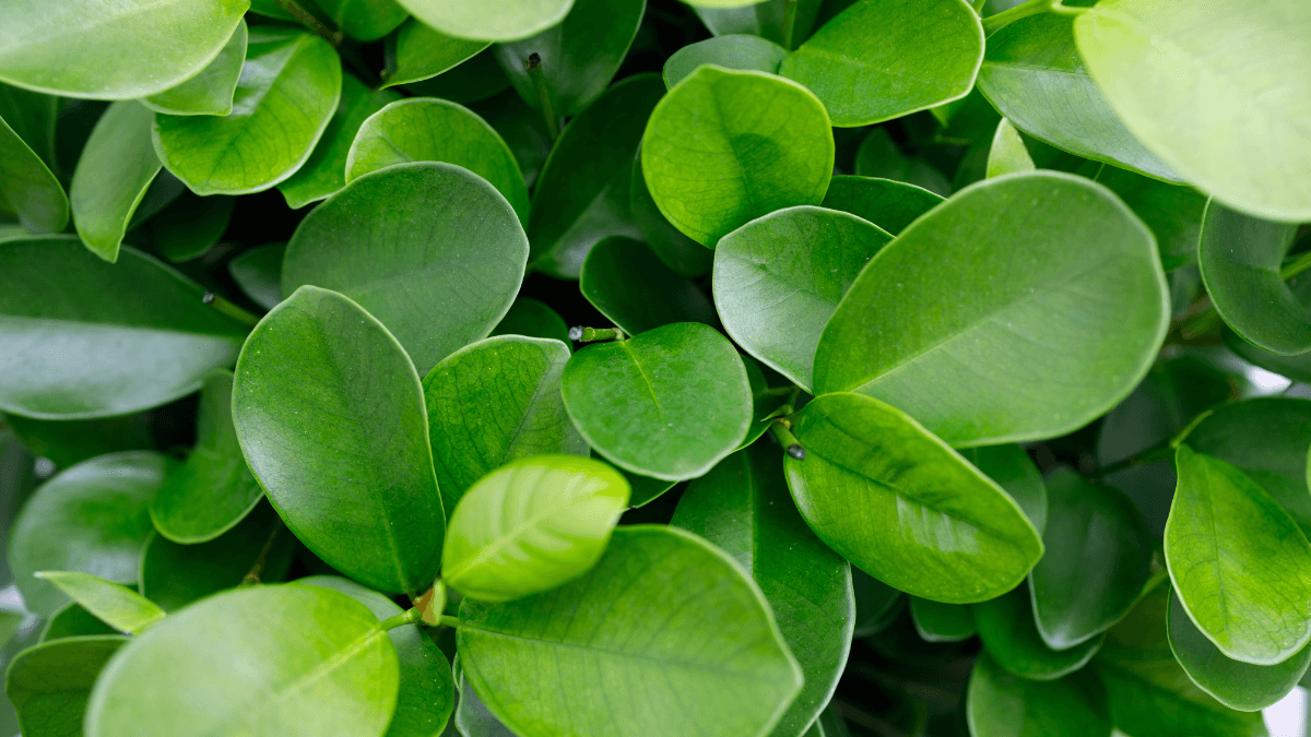 Hojas de ficus.