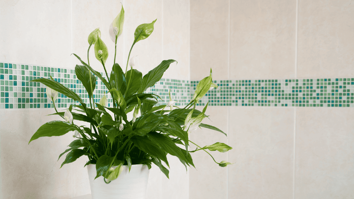 Lirio de la paz en un baño.