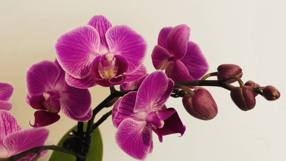 Orquídeas moradas.