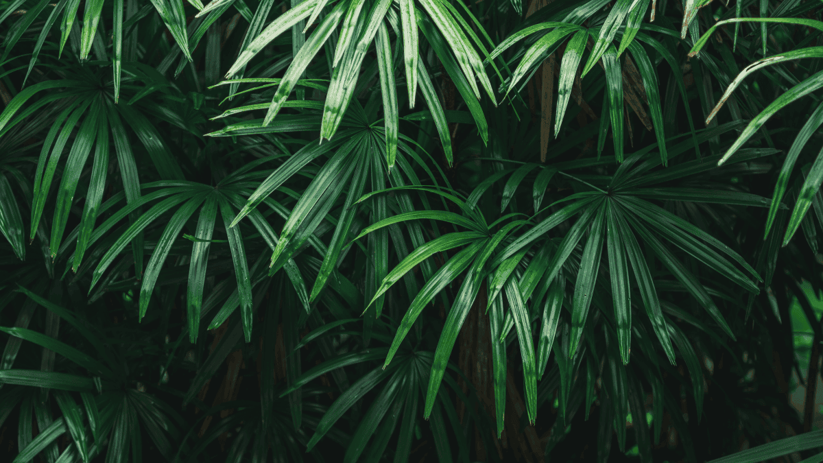 Palmera de bambú.