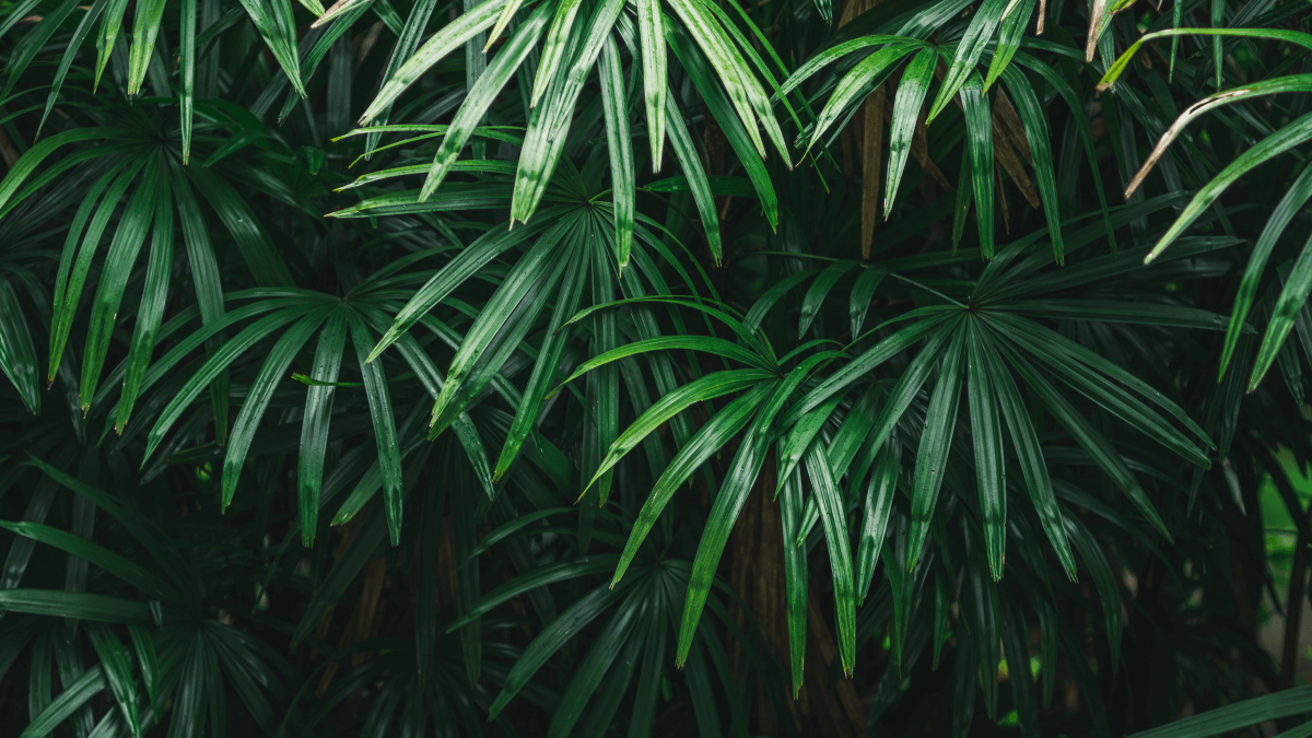 Palmera de bambú.