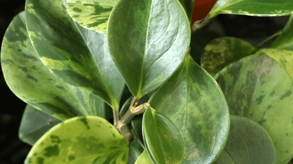 Hojas de peperomia.