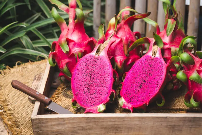 Cómo cultivar pitaya en casa de forma fácil y cosechar frutos
