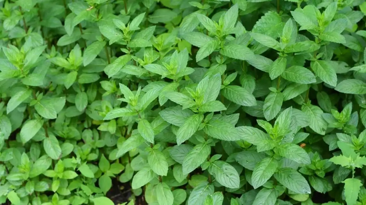 Planta de menta piperita.