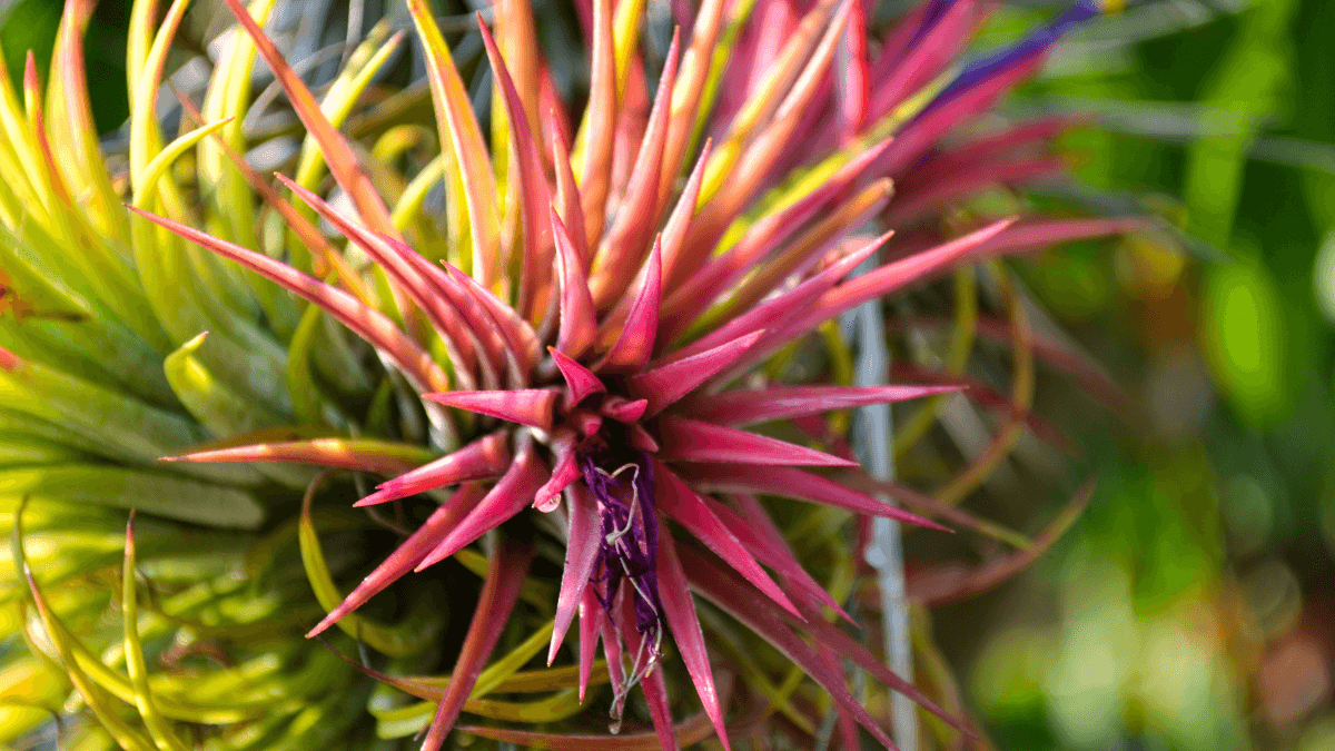 Tillandsia o planta de aire.