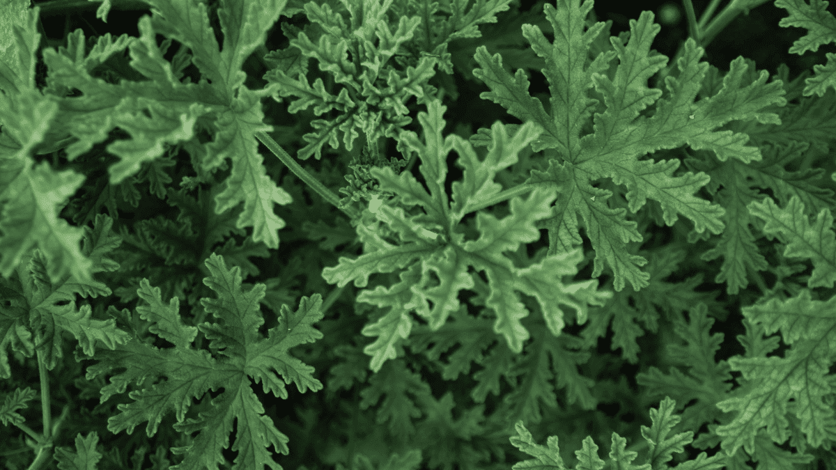 Parhaat kasvit hyttysten karkottamiseen: sitronella.