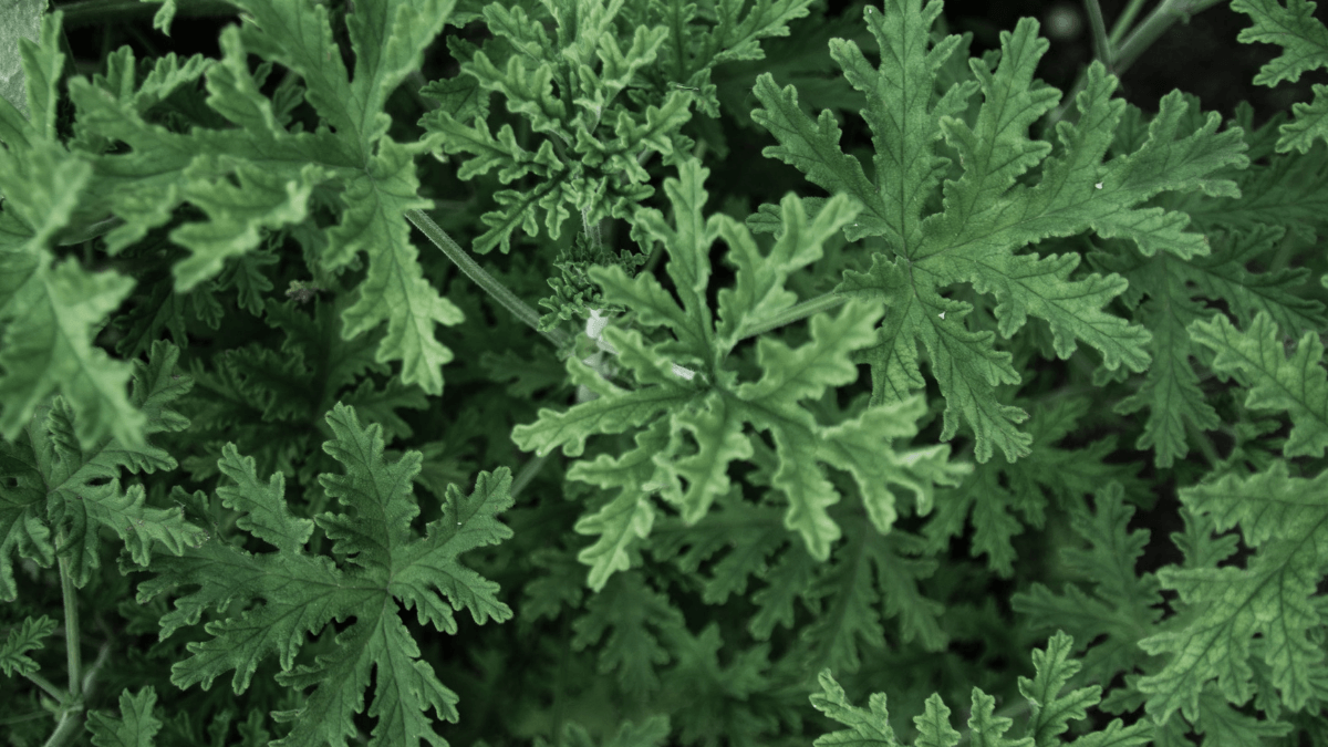 Die besten mückenabweisenden Pflanzen für dein Zuhause