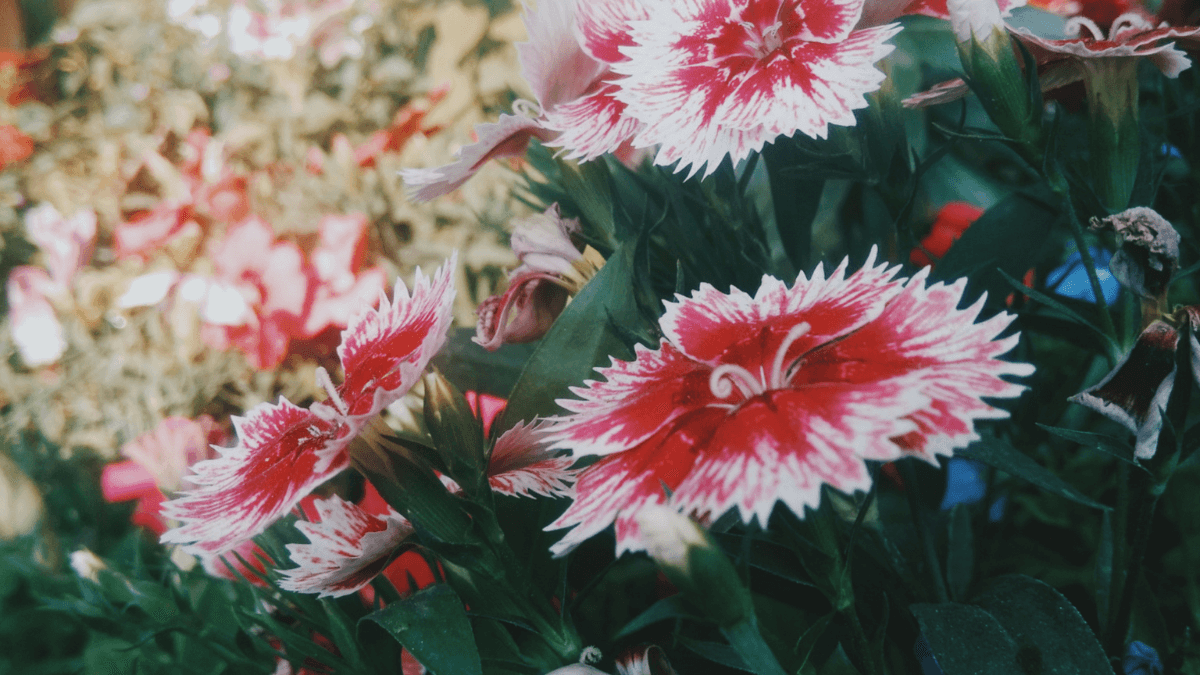 Die besten mückenabweisenden Pflanzen für dein Zuhause