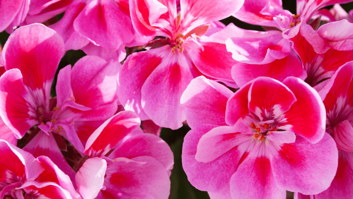 Die besten mückenabweisenden Pflanzen für dein Zuhause