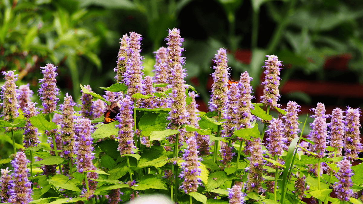 Die besten mückenabweisenden Pflanzen für dein Zuhause