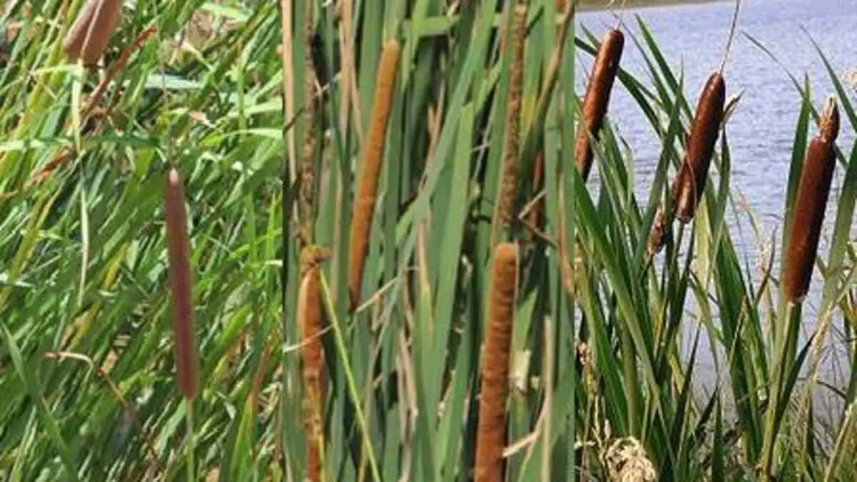 11 plantas acuáticas fácil de cuidar para tener en el estanque