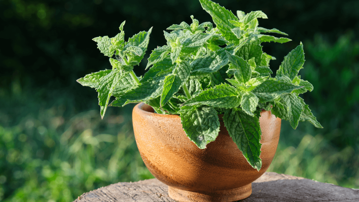 Die besten mückenabweisenden Pflanzen für dein Zuhause