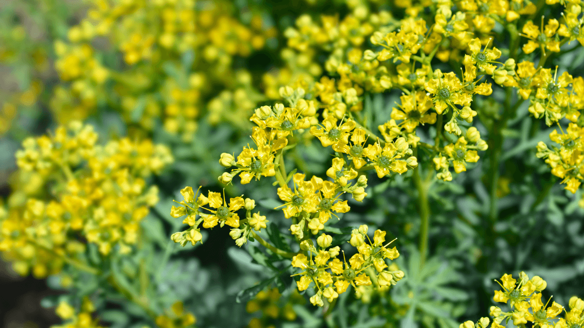 Die besten mückenabweisenden Pflanzen für dein Zuhause