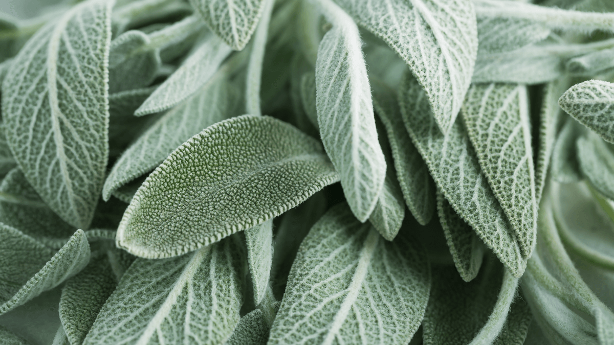 Die besten mückenabweisenden Pflanzen für dein Zuhause