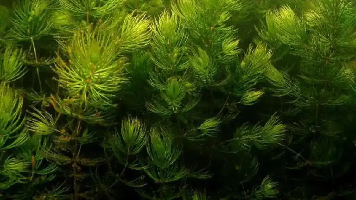 11 plantas acuáticas fácil de cuidar para tener en el estanque