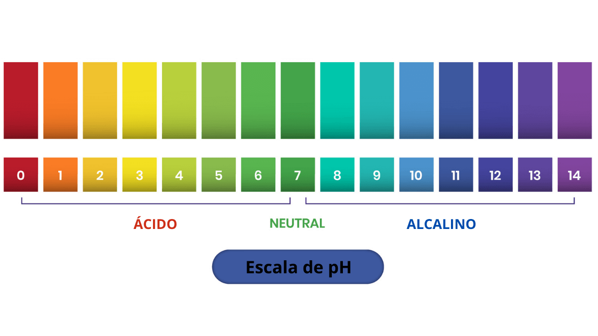 Conoce los alimentos ácidos y las consideraciones para su consumo