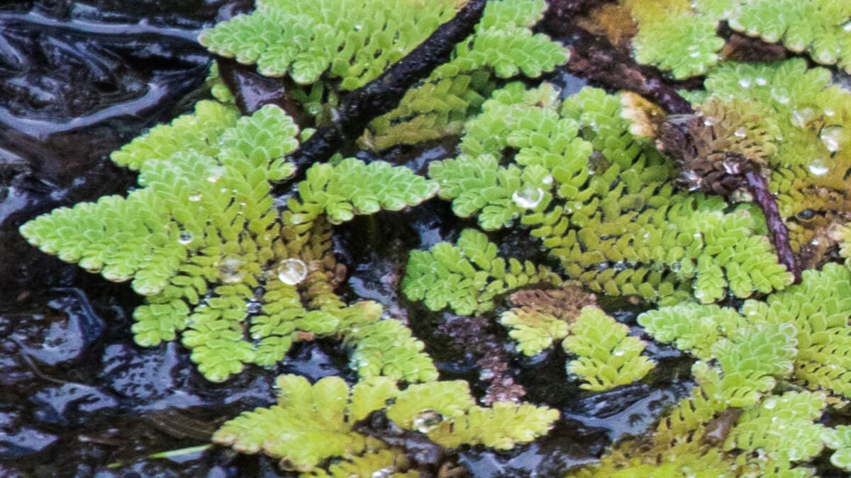 plantas acuáticas fácil de cuidar para tener en el estanque