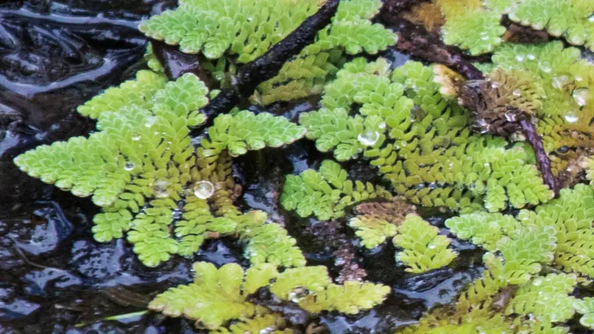 plantas acuáticas fácil de cuidar para tener en el estanque