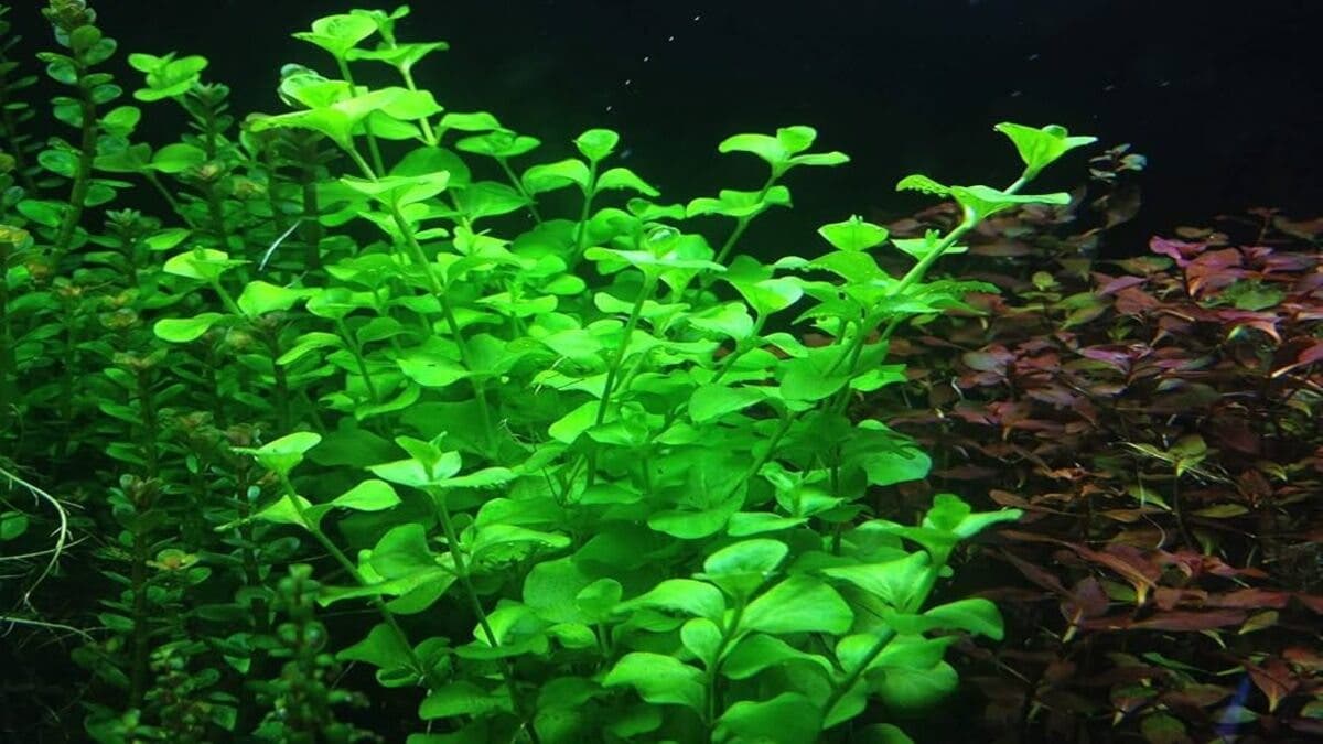 plantas acuáticas fácil de cuidar para tener en el estanque