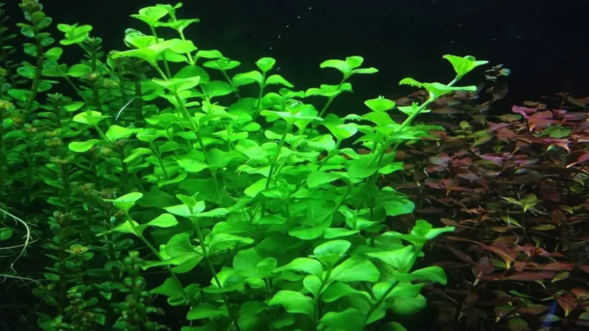 plantas acuáticas fácil de cuidar para tener en el estanque