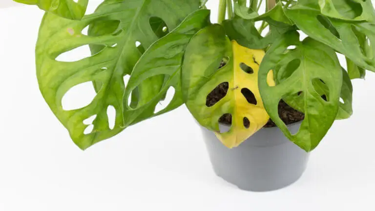 Qué hacer si las hojas de mi monstera se ponen amarillas