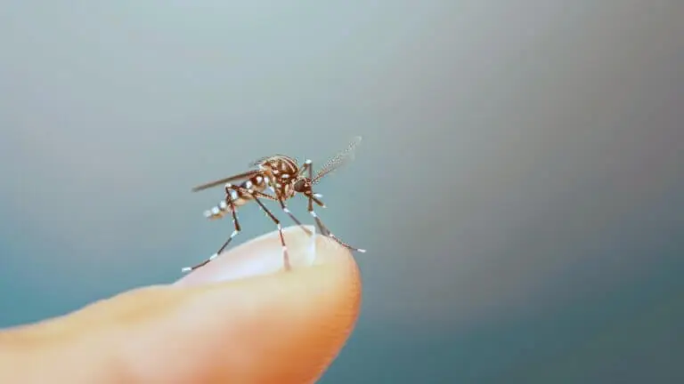 Conoce las secuelas más comunes del dengue