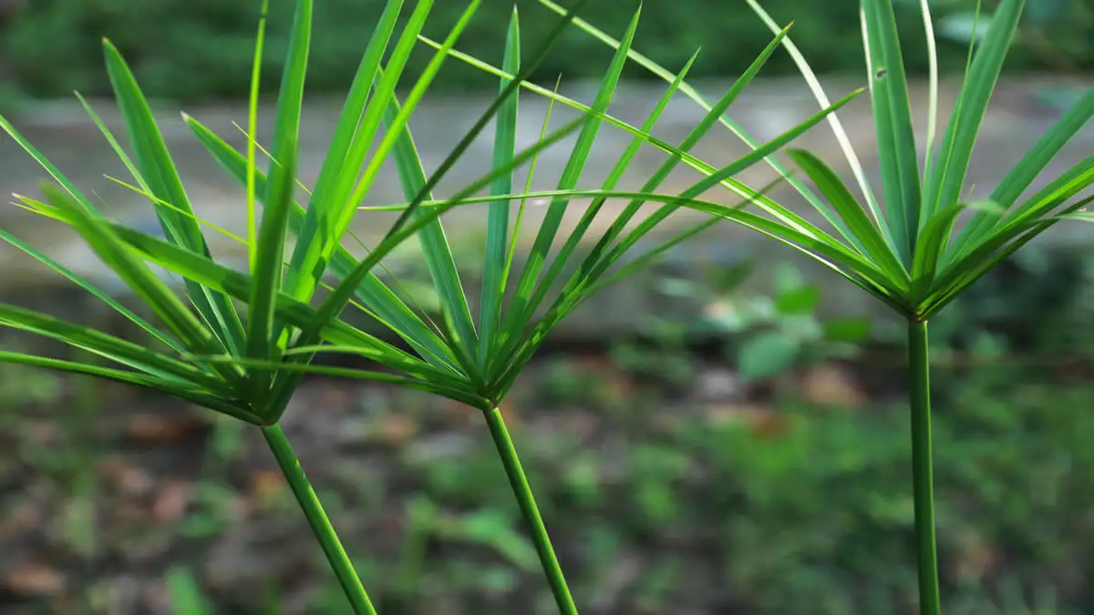 plantas acuáticas fácil de cuidar para tener en el estanque