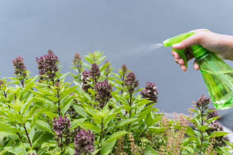 Las mejores plantas antimosquitos para proteger tu hogar