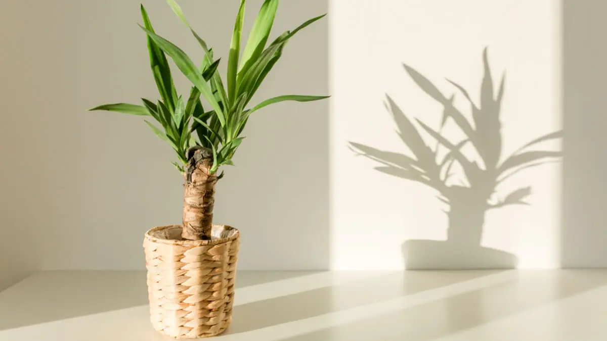 Cuidados de la planta yuca.