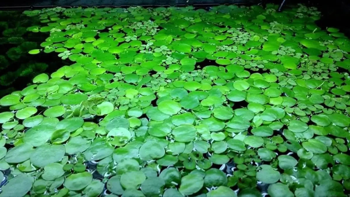 11 plantas acuáticas fácil de cuidar para tener en el estanque