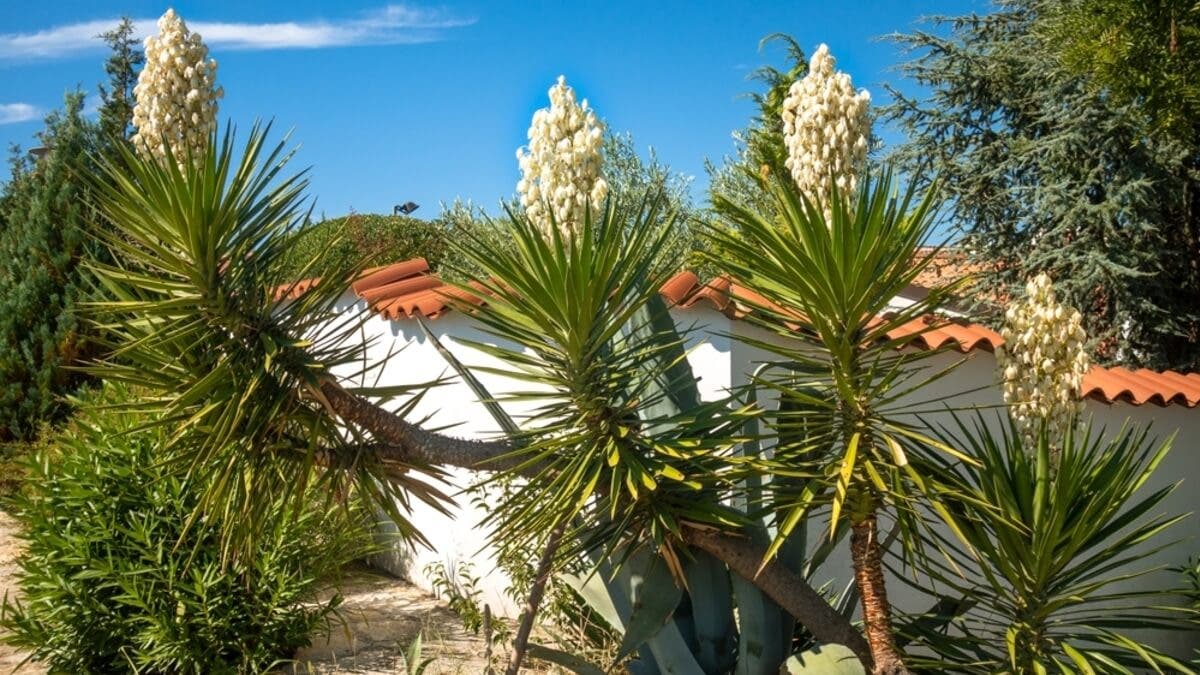 Flores de la yuca.