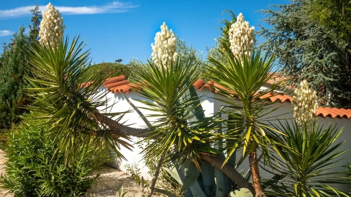 C mo Cuidar La Yuca Una Planta Decorativa Y F cil De Mantener Mejor C mo Cuidar La Yuca Una Planta Decorativa Y F cil De Mantener Mejor