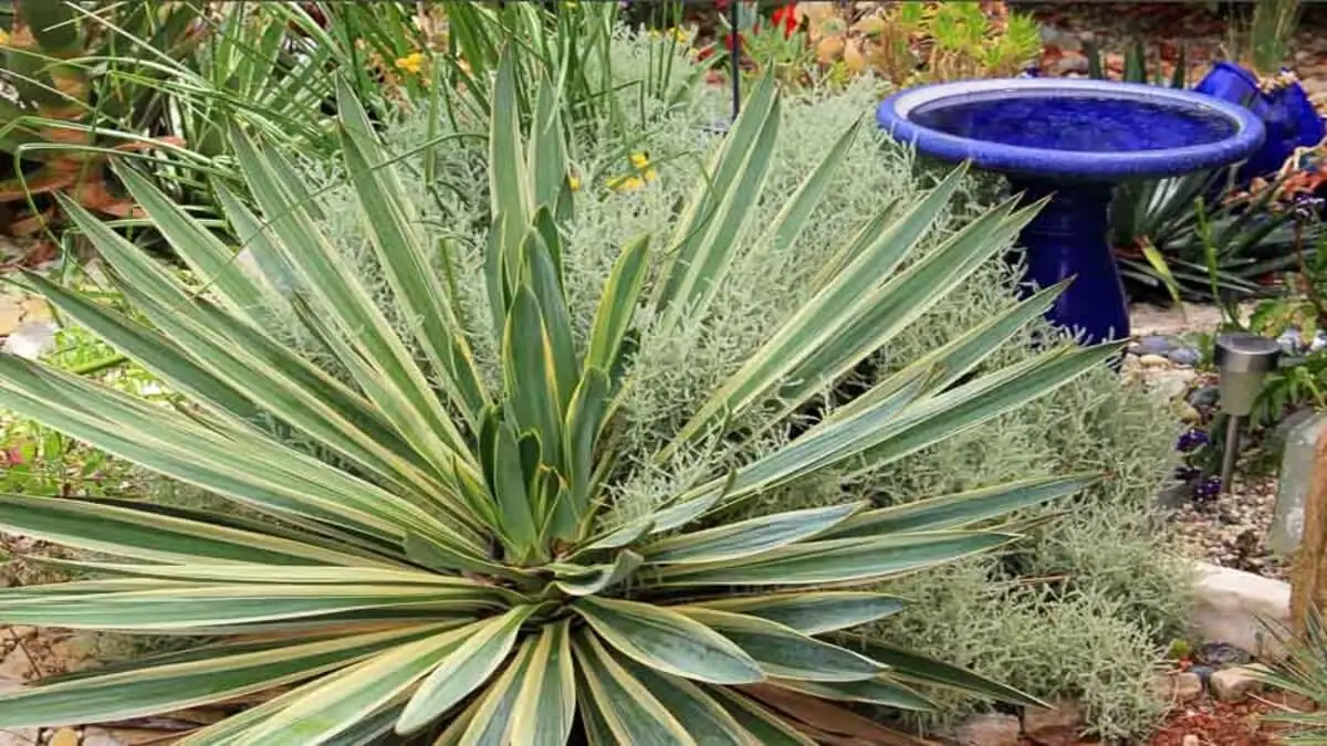 Yucca Gloriosa