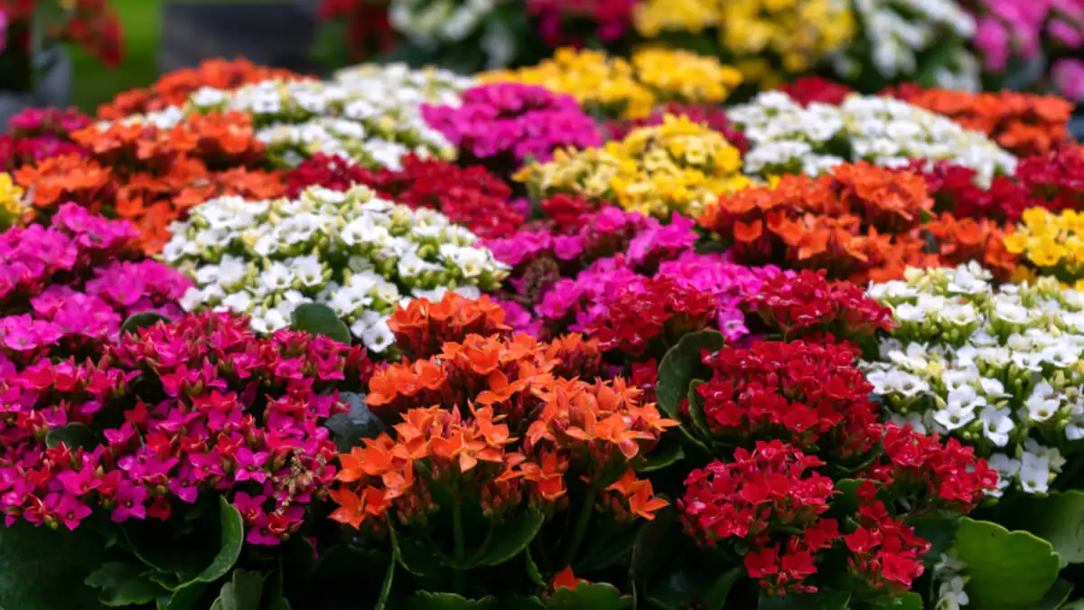 Flores de colores de Kalanchoe blossfeldiana.