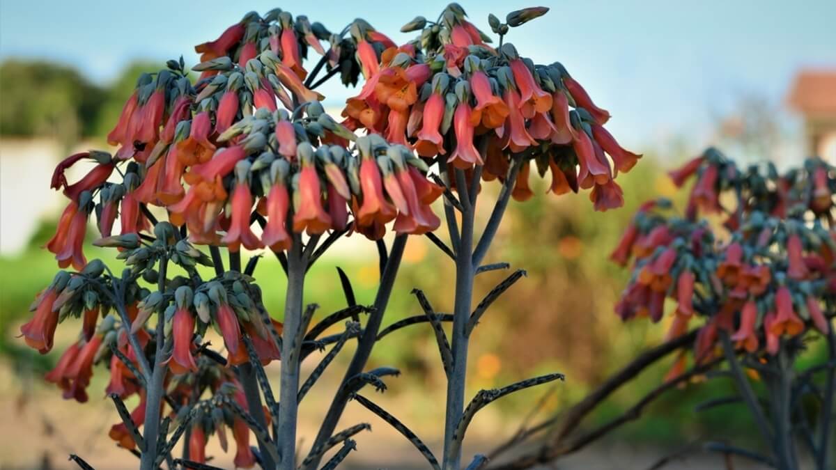Planta Kalanchoe delagoensis.