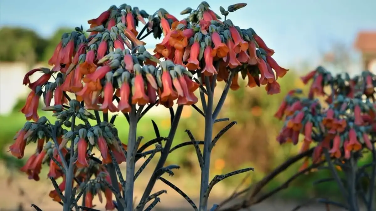 Planta Kalanchoe delagoensis.