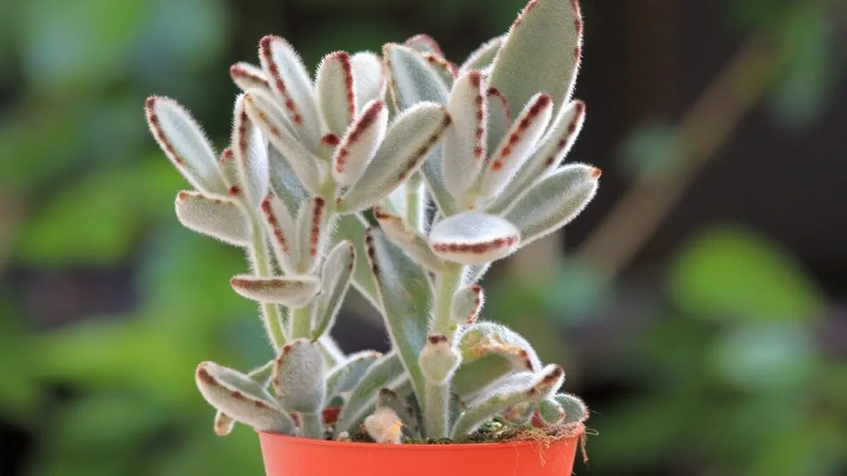 Planta Kalanchoe tomentosa.