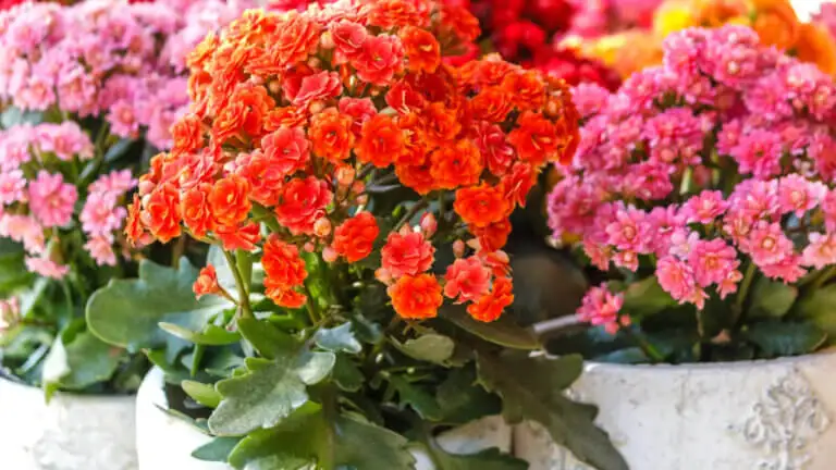 Cuidados del kalanchoe paso a paso: riego, luz, poda y floración
