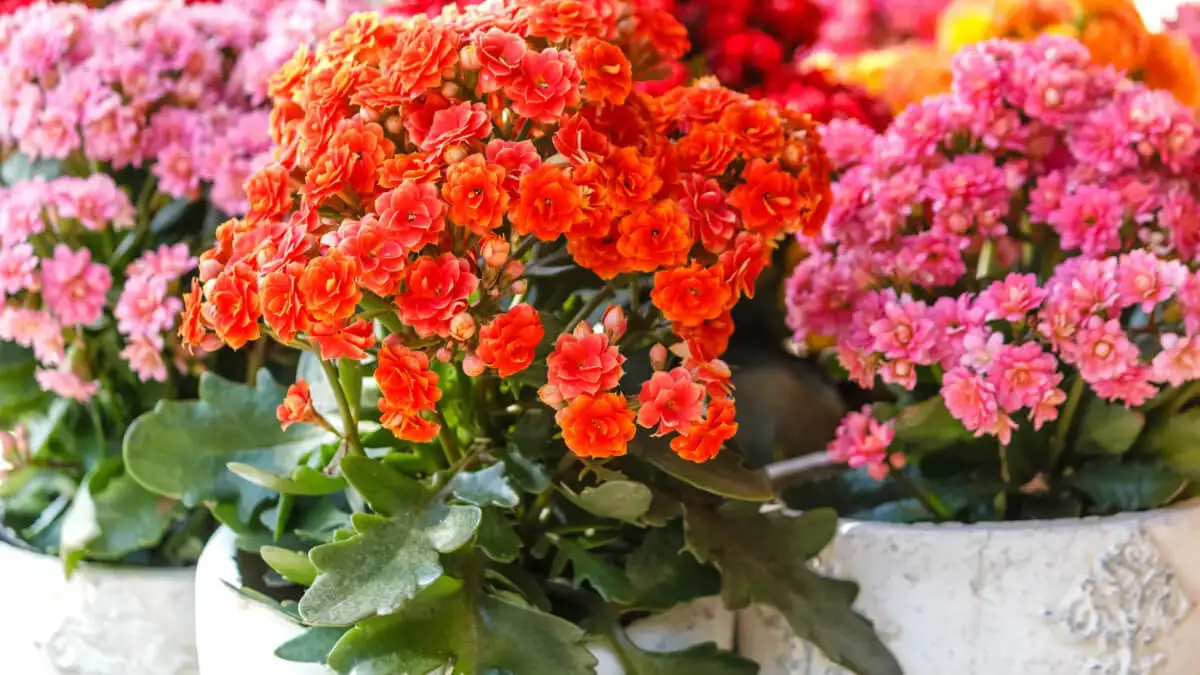 Kalanchoe con flores en maceta.