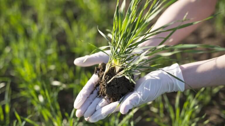 Plantar césped paso a paso: preparación, riego y cuidados