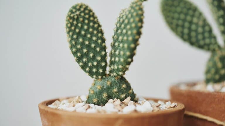 Aprende a cuidar el cactus oreja de conejo para que crezca sano