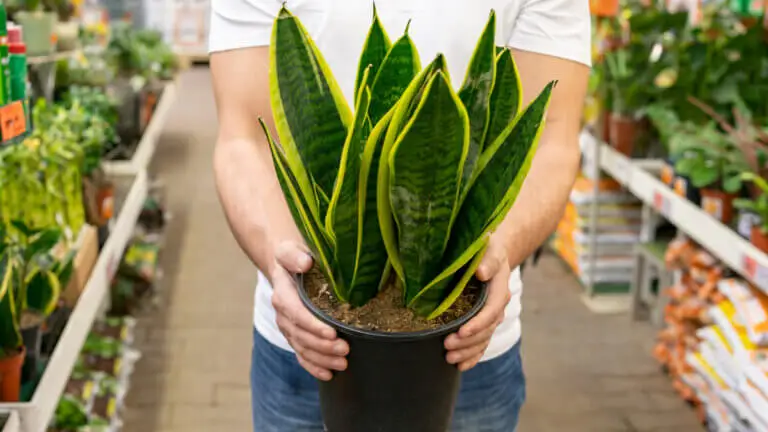 Sigue estos pasos para cuidar tu dieffenbachia en casa y mantenerla frondosa