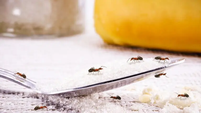 Adiós a las hormigas en la cocina con estos 8 trucos caseros