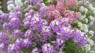 Cuidados de la lobularia, una planta que huele a miel y es elegante