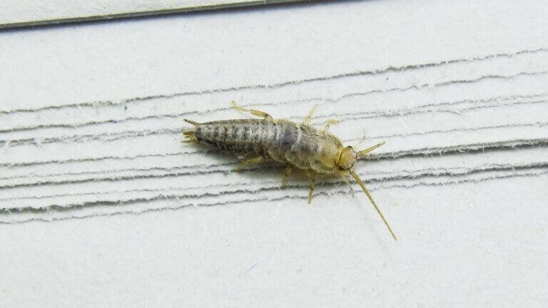 La plaga común en verano que debes mantener fuera de tu casa